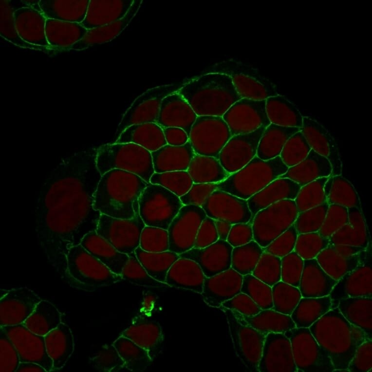 Immunofluorescence - Anti-EpCAM Antibody [EGP40/1798] (A249249) - Antibodies.com