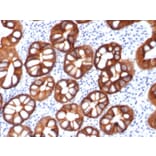 Immunohistochemistry - Anti-EpCAM Antibody [rMOC-31] (A249250) - Antibodies.com