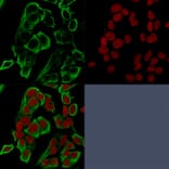 Immunofluorescence - Anti-EpCAM Antibody [rMOC-31] (A249249) - Antibodies.com