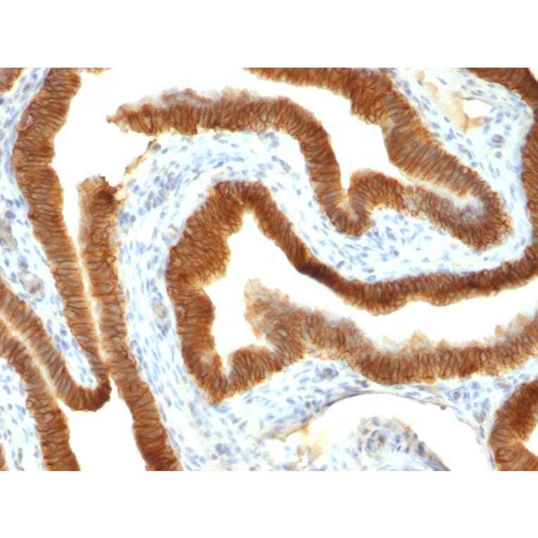 Immunohistochemistry - Anti-EpCAM Antibody [VU-1D9] (A249251) - Antibodies.com