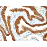 Immunohistochemistry - Anti-EpCAM Antibody [VU-1D9] (A249251) - Antibodies.com