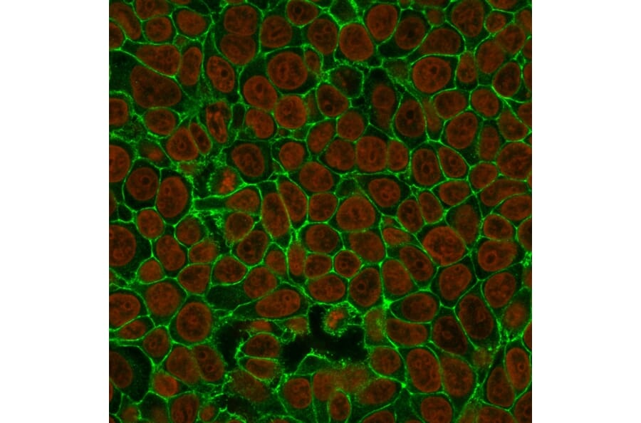 Immunofluorescence - Anti-EpCAM Antibody [VU-1D9] (A249251) - Antibodies.com