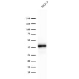 Western Blot - Anti-EpCAM Antibody [rEGP40/1372] (A249254) - Antibodies.com