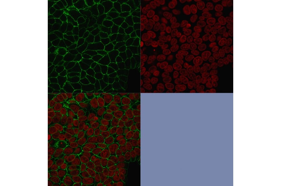 Immunofluorescence - Anti-EpCAM Antibody [HEA125] (A249259) - Antibodies.com