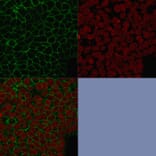 Immunofluorescence - Anti-EpCAM Antibody [HEA125] (A249259) - Antibodies.com