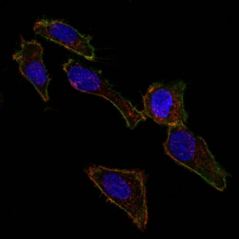 Immunofluorescence - Anti-EpCAM Antibody [EGP40/826] (A249261) - Antibodies.com