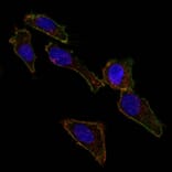 Immunofluorescence - Anti-EpCAM Antibody [EGP40/826] (A249261) - Antibodies.com