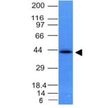 Western Blot - Anti-EpCAM Antibody [EGP40/837] (A249262) - Antibodies.com