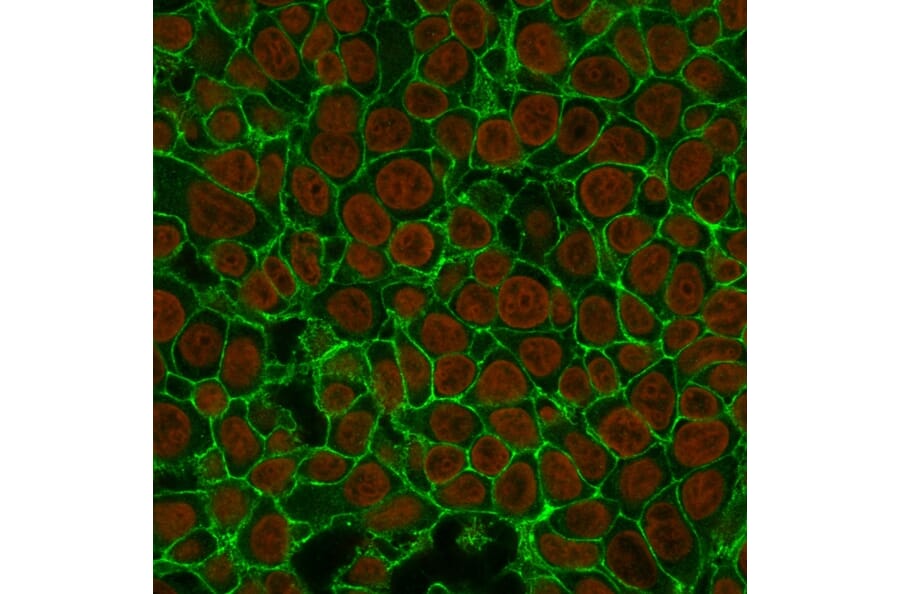 Anti-EpCAM Antibody [EGP40/837] (A249262) - Immunofluorescence