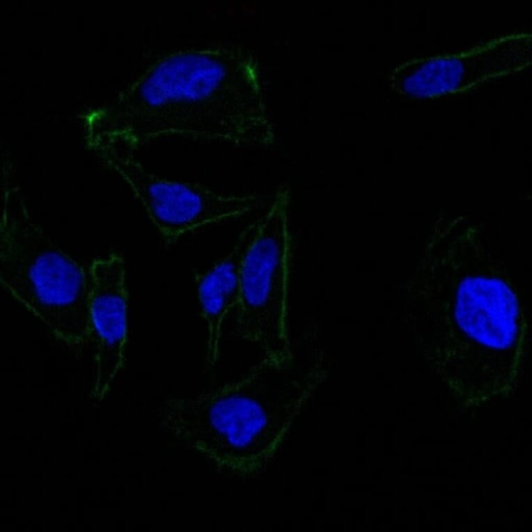Immunofluorescence - Anti-EpCAM Antibody [EGP40/837] (A249262) - Antibodies.com