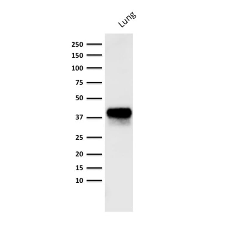 Western Blot - Anti-EpCAM Antibody [PAN-EpCAM] (A249263) - Antibodies.com