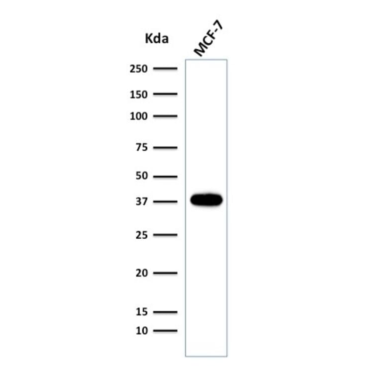 Western Blot - Anti-EpCAM Antibody [EGP40/2041R] (A249266) - Antibodies.com