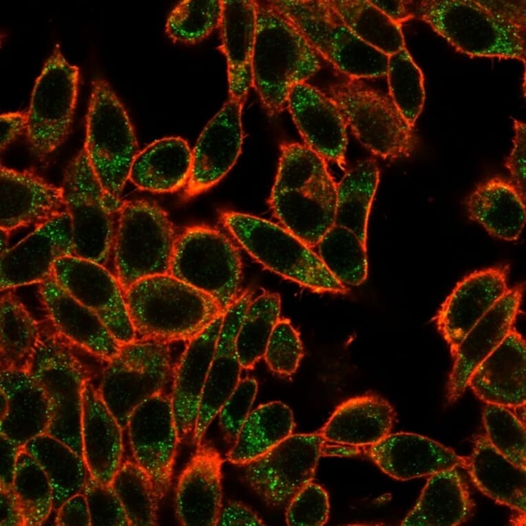 Immunofluorescence - Anti-SMAD3 Antibody [PCRP-SMAD3-1A2] (A249270) - Antibodies.com