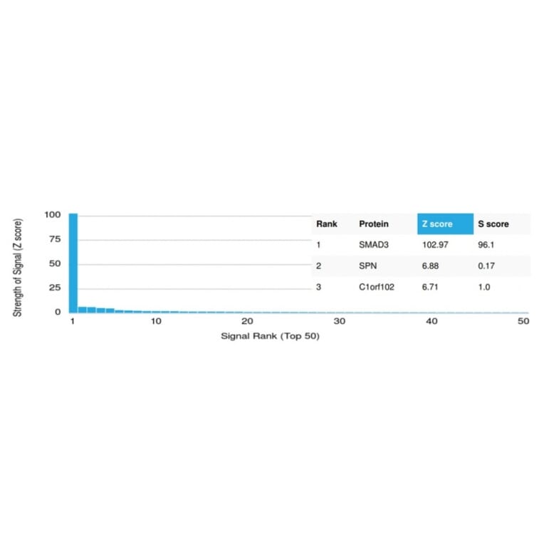 Protein Array - Anti-SMAD3 Antibody [PCRP-SMAD3-1A2] (A249269) - Antibodies.com