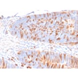 Immunohistochemistry - Anti-MBD1 Antibody [CPTC-MBD1-1] (A249279) - Antibodies.com