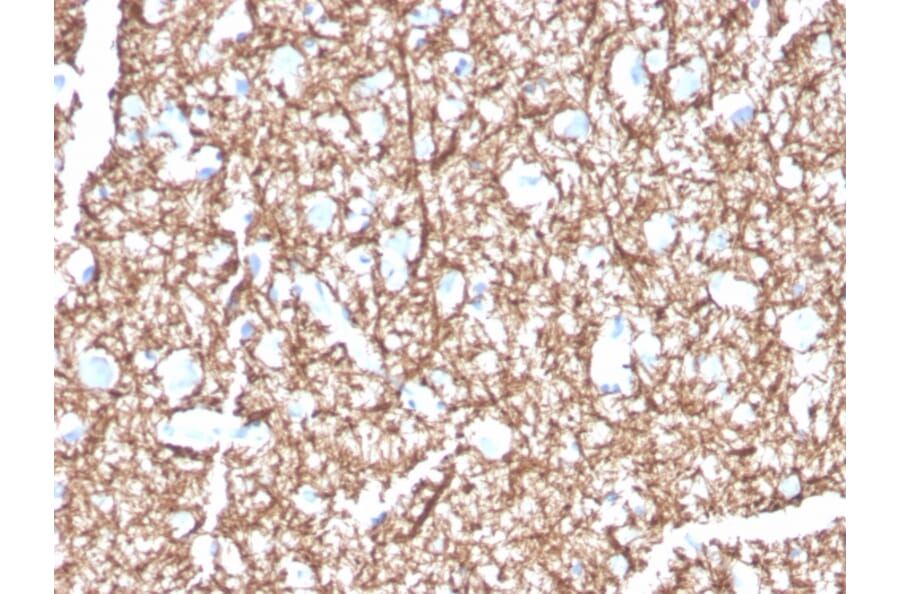 Immunohistochemistry - Anti-Myelin Basic Protein Antibody [MBP/4271] (A249281) - Antibodies.com