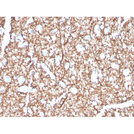 Immunohistochemistry - Anti-Myelin Basic Protein Antibody [MBP/4271] (A249281) - Antibodies.com