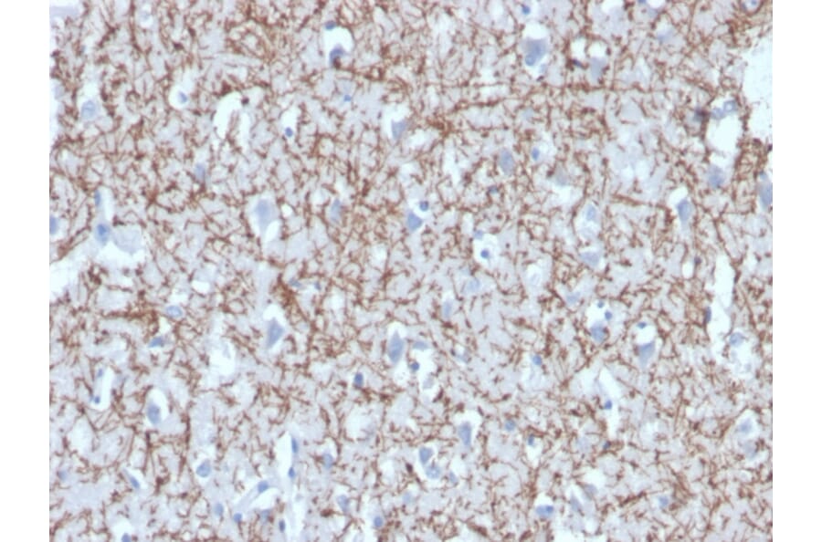 Immunohistochemistry - Anti-Myelin Basic Protein Antibody [MBP/4272] (A249282) - Antibodies.com
