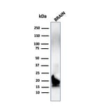 Western Blot - Anti-Myelin Basic Protein Antibody [MBP/4272] (A249282) - Antibodies.com