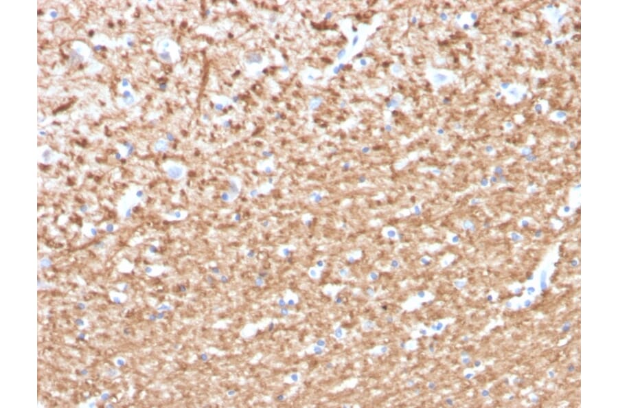 Immunohistochemistry - Anti-Myelin Basic Protein (phospho Thr98) Antibody [MBP/4276] (A249283) - Antibodies.com
