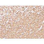 Immunohistochemistry - Anti-Myelin Basic Protein (phospho Thr98) Antibody [MBP/4276] (A249283) - Antibodies.com