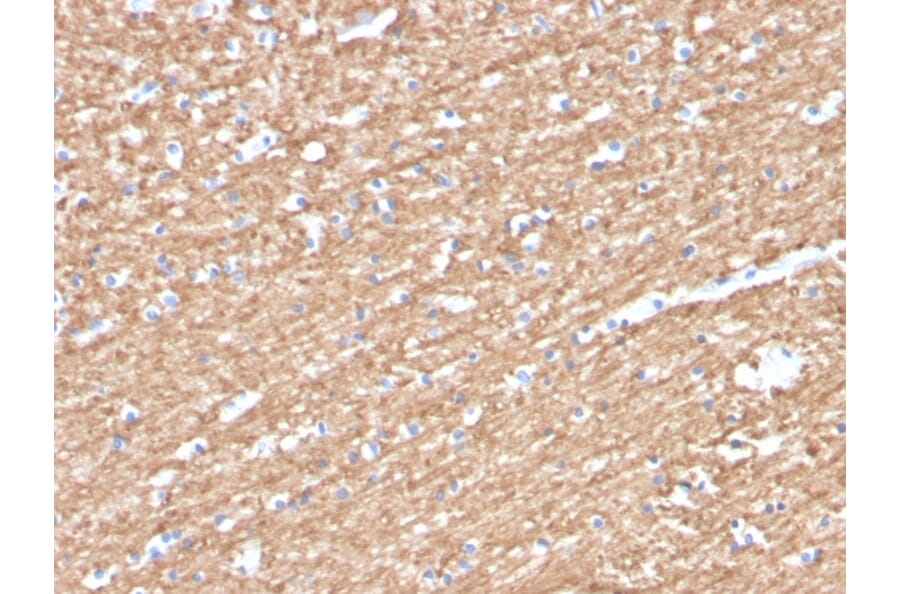 Immunohistochemistry - Anti-Myelin Basic Protein (phospho Thr98) Antibody [MBP/4276] (A249282) - Antibodies.com