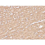 Immunohistochemistry - Anti-Myelin Basic Protein (phospho Thr98) Antibody [MBP/4276] (A249282) - Antibodies.com