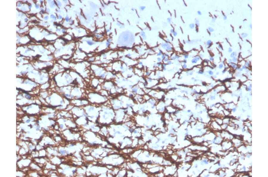 Immunohistochemistry - Anti-Myelin Basic Protein Antibody [rMBP/4288] (A249284) - Antibodies.com