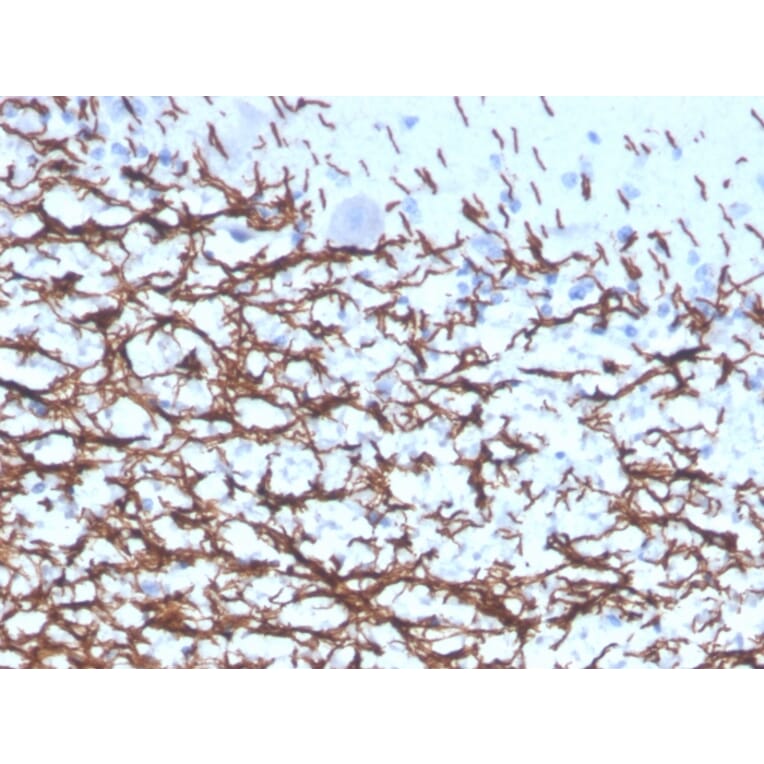 Immunohistochemistry - Anti-Myelin Basic Protein Antibody [rMBP/4288] (A249284) - Antibodies.com