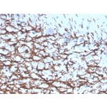 Immunohistochemistry - Anti-Myelin Basic Protein Antibody [rMBP/4288] (A249284) - Antibodies.com