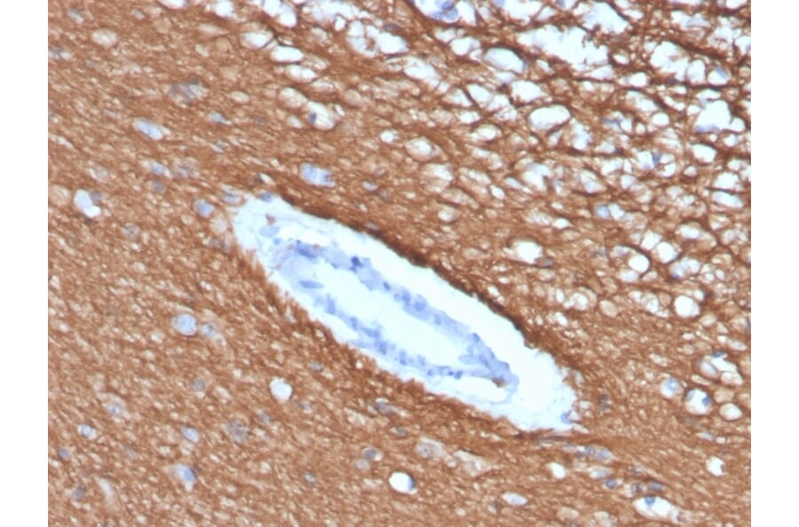 Immunohistochemistry - Anti-Myelin Basic Protein Antibody [rMBP/4288] (A249283) - Antibodies.com