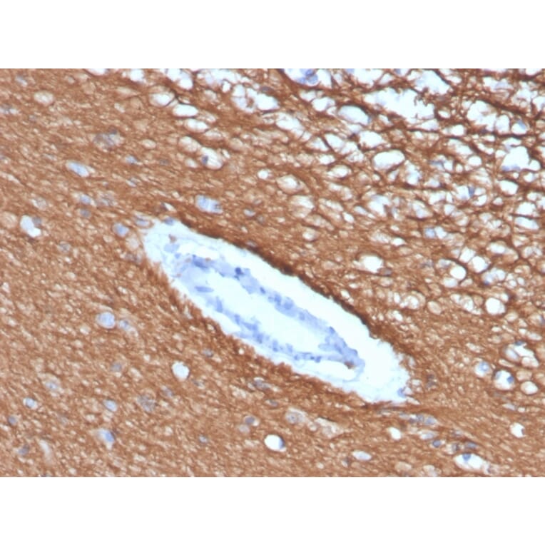 Immunohistochemistry - Anti-Myelin Basic Protein Antibody [rMBP/4288] (A249283) - Antibodies.com