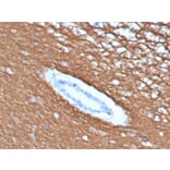 Immunohistochemistry - Anti-Myelin Basic Protein Antibody [rMBP/4288] (A249283) - Antibodies.com