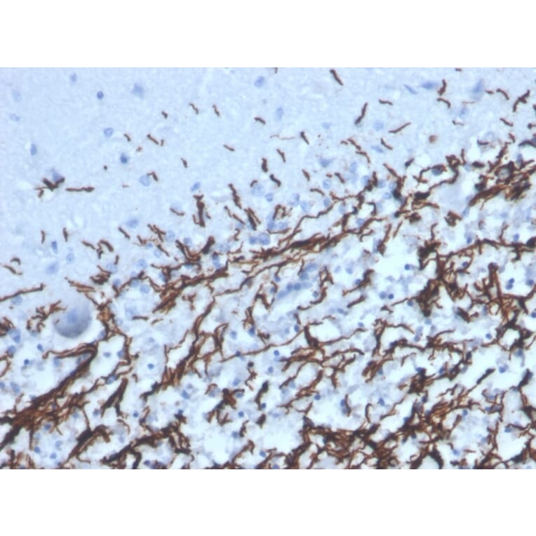 Immunohistochemistry - Anti-Myelin Basic Protein Antibody [MBP/4277R] (A249285) - Antibodies.com