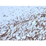 Immunohistochemistry - Anti-Myelin Basic Protein Antibody [MBP/4277R] (A249285) - Antibodies.com