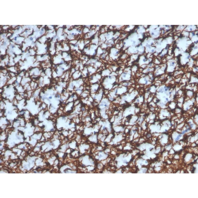 Immunohistochemistry - Anti-Myelin Basic Protein Antibody [MBP/4277R] (A249285) - Antibodies.com