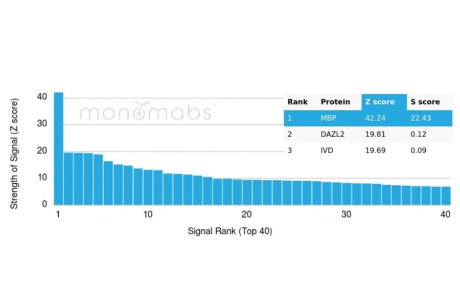 Protein Array - Anti-Myelin Basic Protein Antibody [MBP/4277R] (A249284) - Antibodies.com