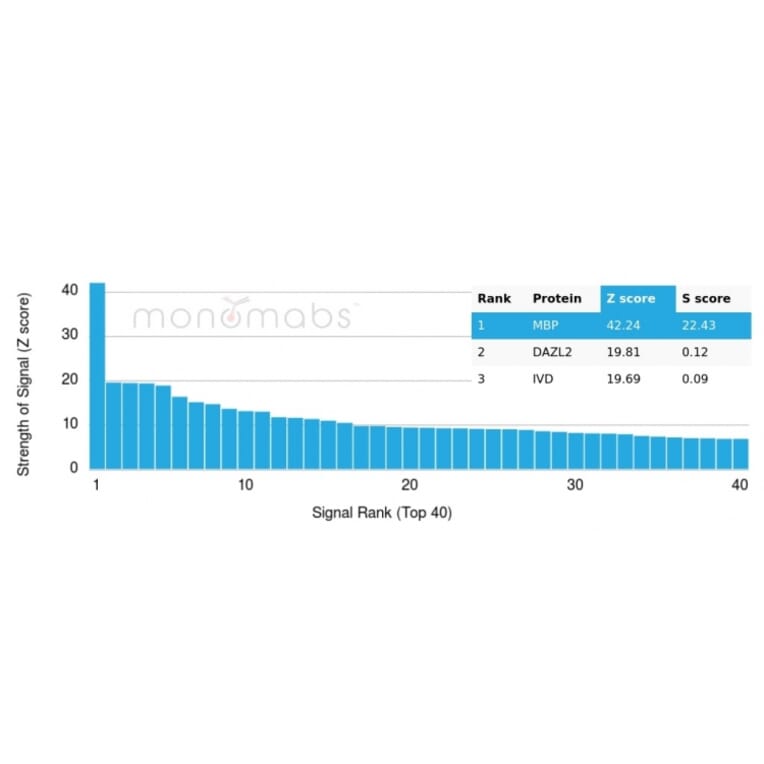 Protein Array - Anti-Myelin Basic Protein Antibody [MBP/4277R] (A249284) - Antibodies.com