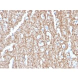 Immunohistochemistry - Anti-Myelin Basic Protein Antibody [MBP/4273] (A249286) - Antibodies.com