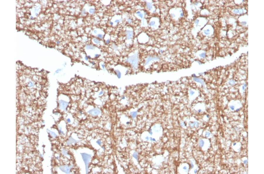 Immunohistochemistry - Anti-Myelin Basic Protein Antibody [MBP/4273] (A249285) - Antibodies.com
