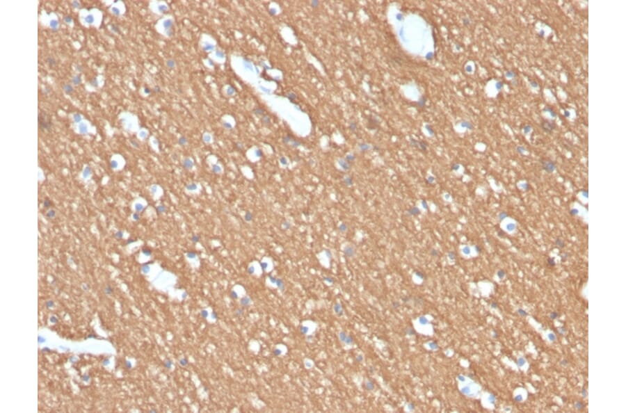 Immunohistochemistry - Anti-Myelin Basic Protein Antibody [MBP/4274] (A249287) - Antibodies.com