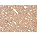 Immunohistochemistry - Anti-Myelin Basic Protein Antibody [MBP/4274] (A249287) - Antibodies.com