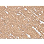Immunohistochemistry - Anti-Myelin Basic Protein Antibody [MBP/4274] (A249286) - Antibodies.com