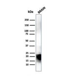 Western Blot - Anti-Myelin Basic Protein Antibody [MBP/4274] (A249287) - Antibodies.com