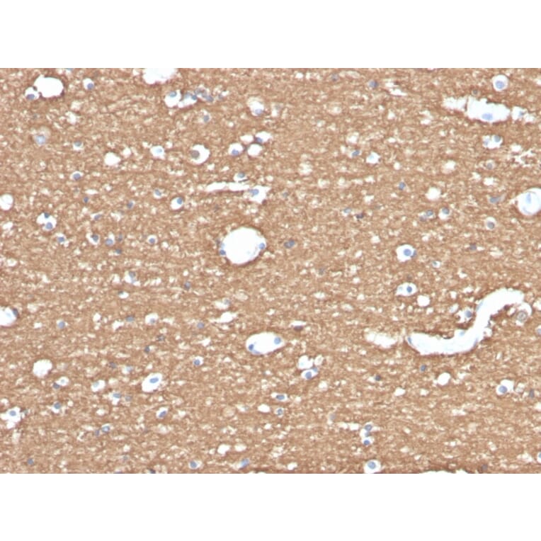 Immunohistochemistry - Anti-Myelin Basic Protein Antibody [MBP/4275] (A249288) - Antibodies.com