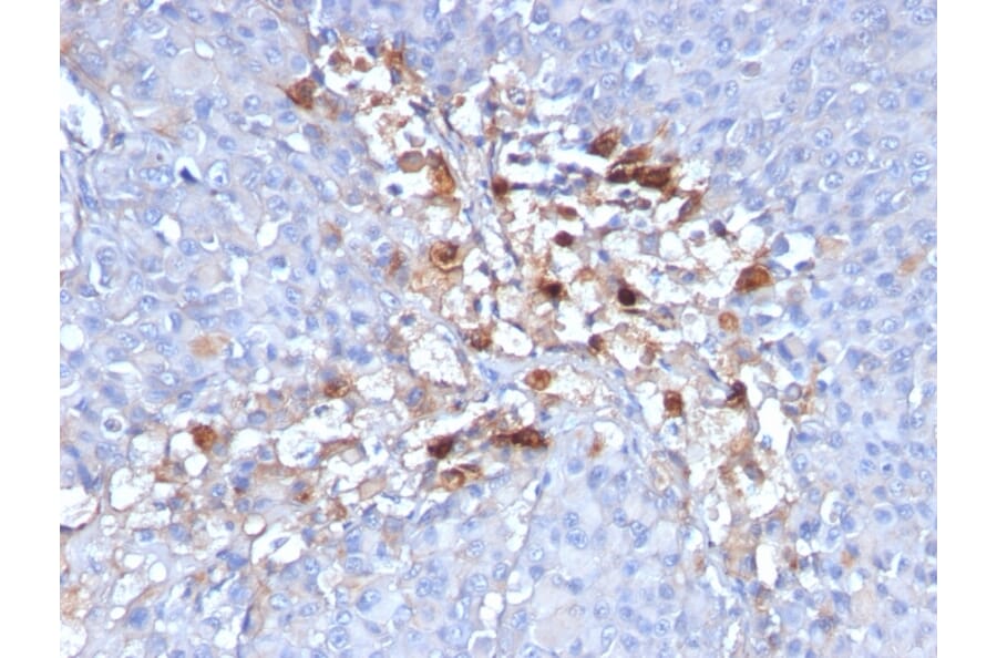 Immunohistochemistry - Anti-CD146 Antibody [C146/634] (A249291) - Antibodies.com