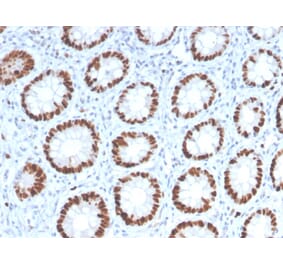 Immunohistochemistry - Anti-MCM6 Antibody [MCM6/2999] (A249298) - Antibodies.com