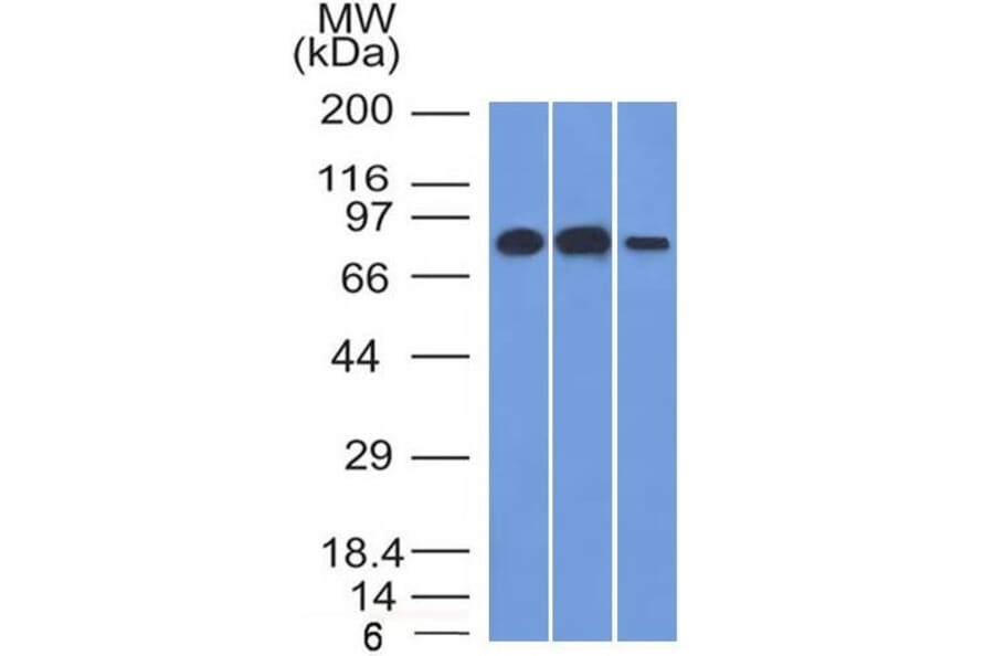 Western Blot - Anti-MCM7 Antibody [MCM7/1466] (A249300) - Antibodies.com