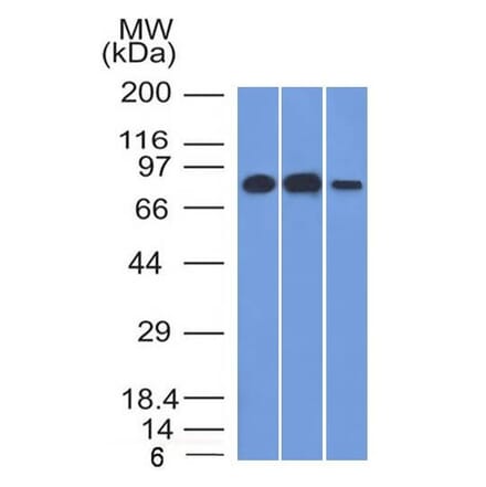 Western Blot - Anti-MCM7 Antibody [MCM7/1466] (A249300) - Antibodies.com