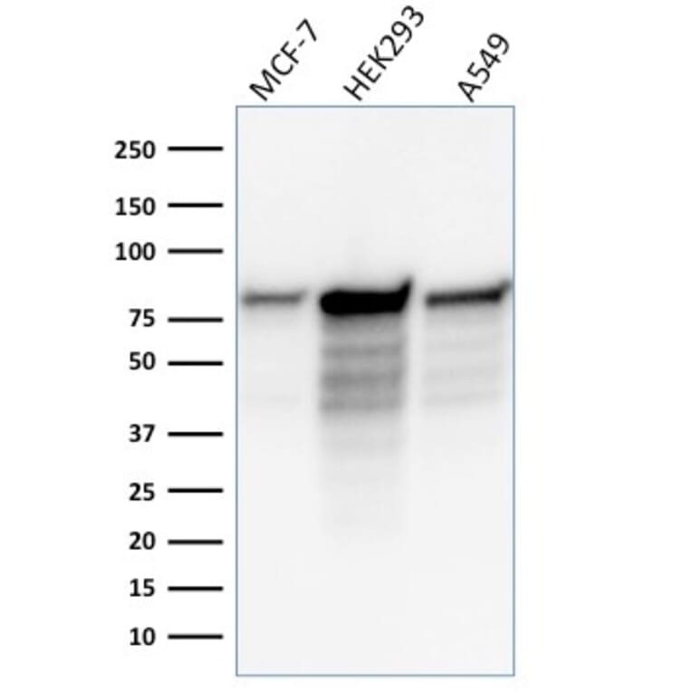 Western Blot - Anti-MCM7 Antibody [MCM7/1466] (A249300) - Antibodies.com